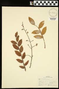 Ulmus alata image