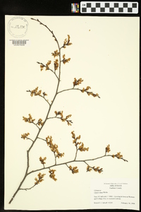 Ulmus alata image