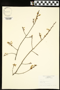 Ulmus alata image