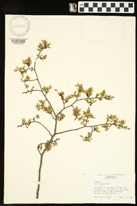 Ulmus alata image