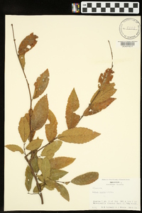 Ulmus alata image