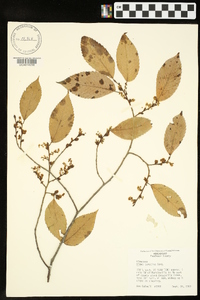 Ulmus serotina image