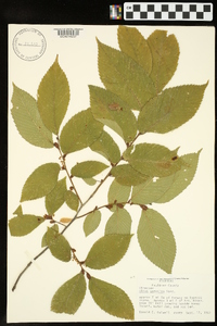 Ulmus serotina image