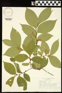 Ulmus serotina image