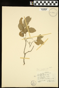 Ulmus crassifolia image