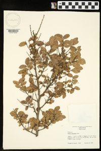 Ulmus crassifolia image