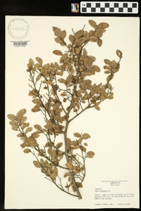 Ulmus crassifolia image