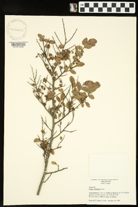 Ulmus crassifolia image