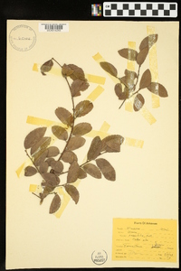 Ulmus crassifolia image