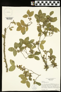 Ulmus crassifolia image