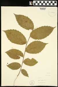 Ulmus crassifolia image