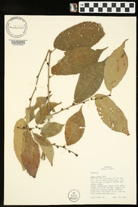 Ulmus crassifolia image