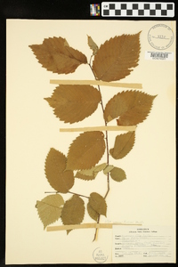 Ulmus crassifolia image