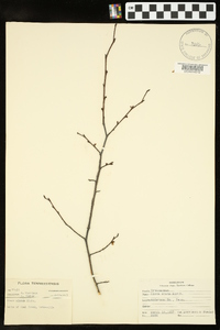 Ulmus alata image