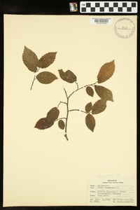 Ulmus procera image