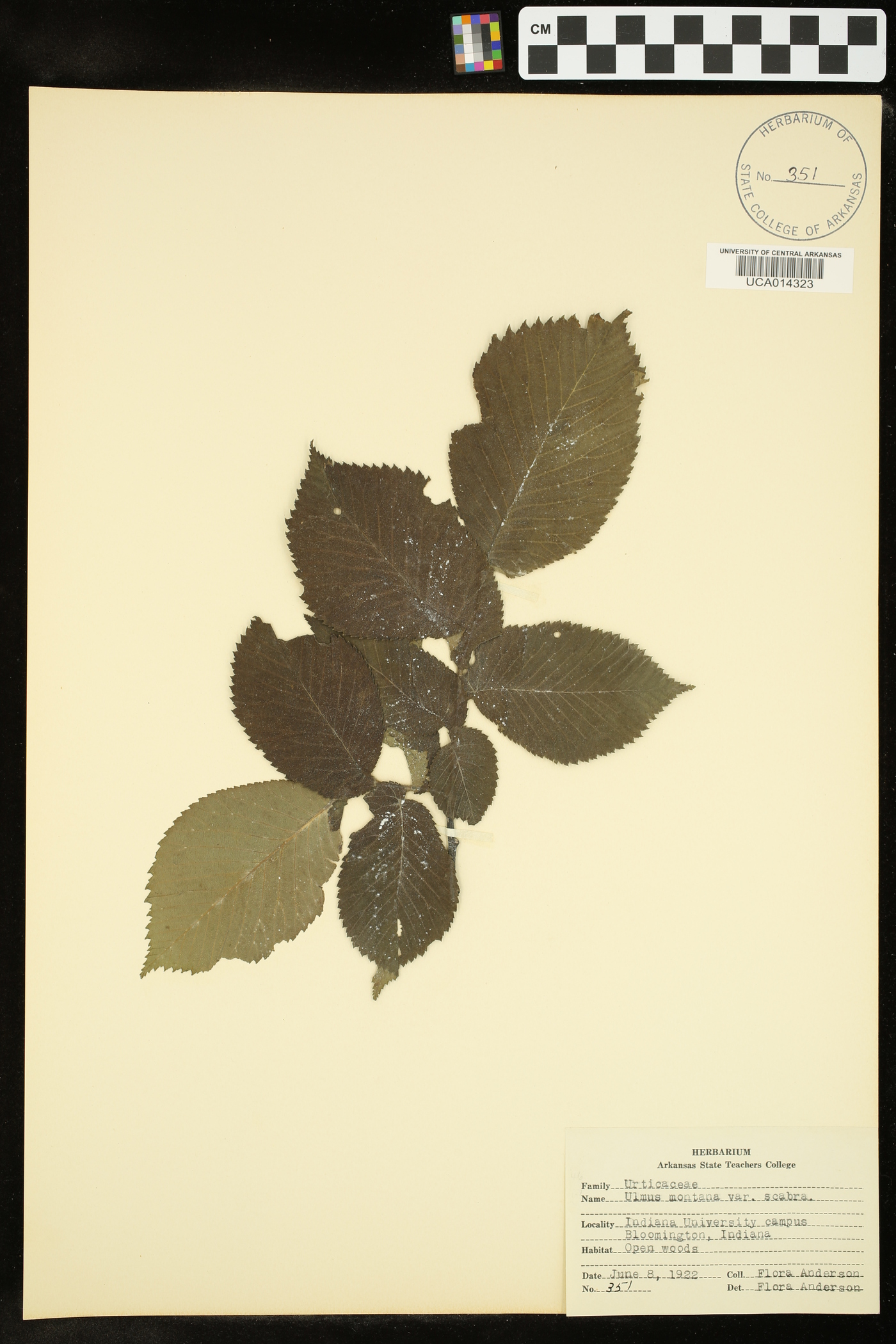 Ulmus montana image