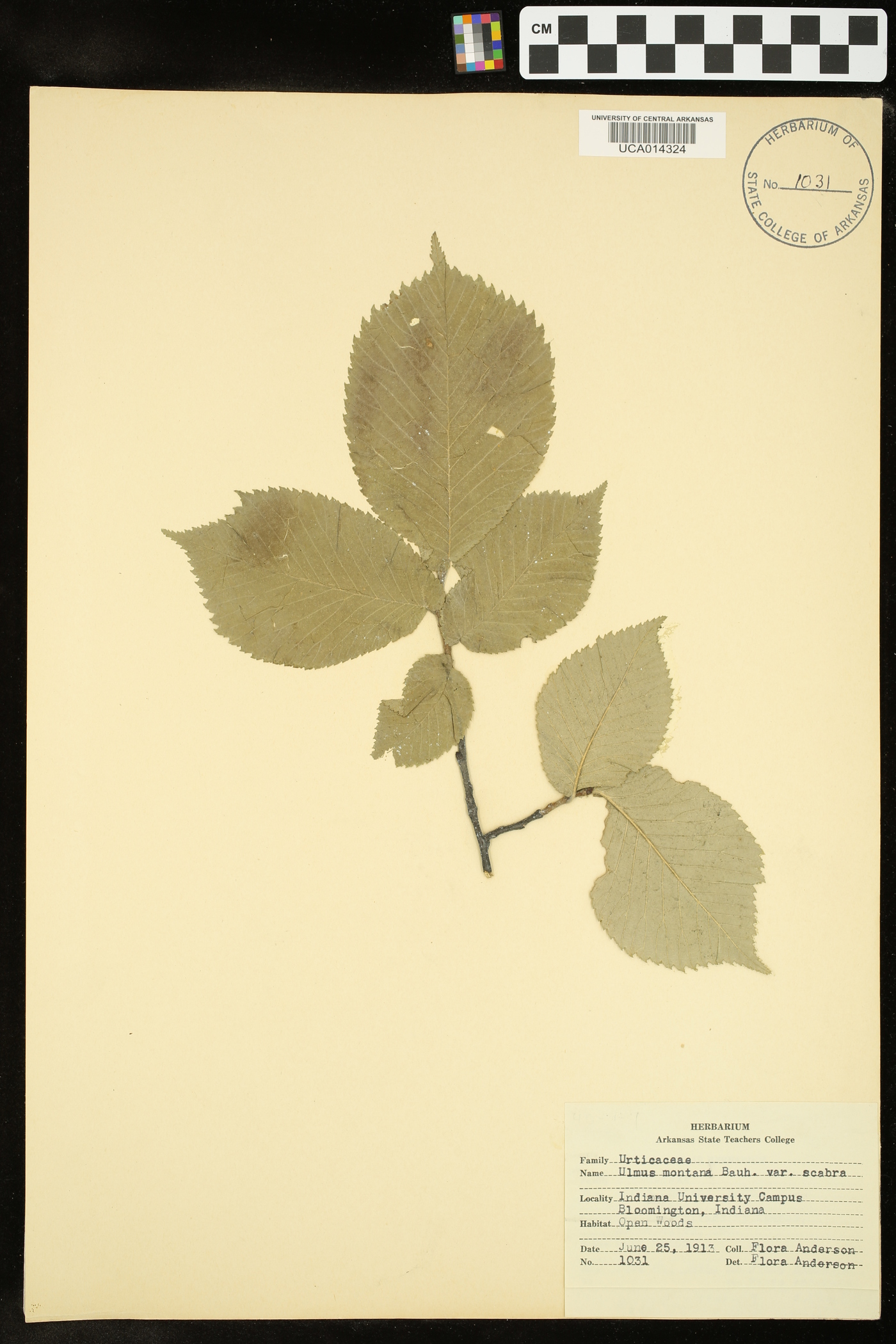 Ulmus montana image