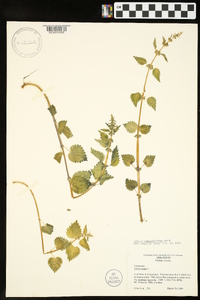 Urtica chamaedryoides image