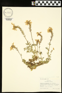 Glandularia canadensis image
