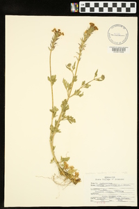 Glandularia canadensis image