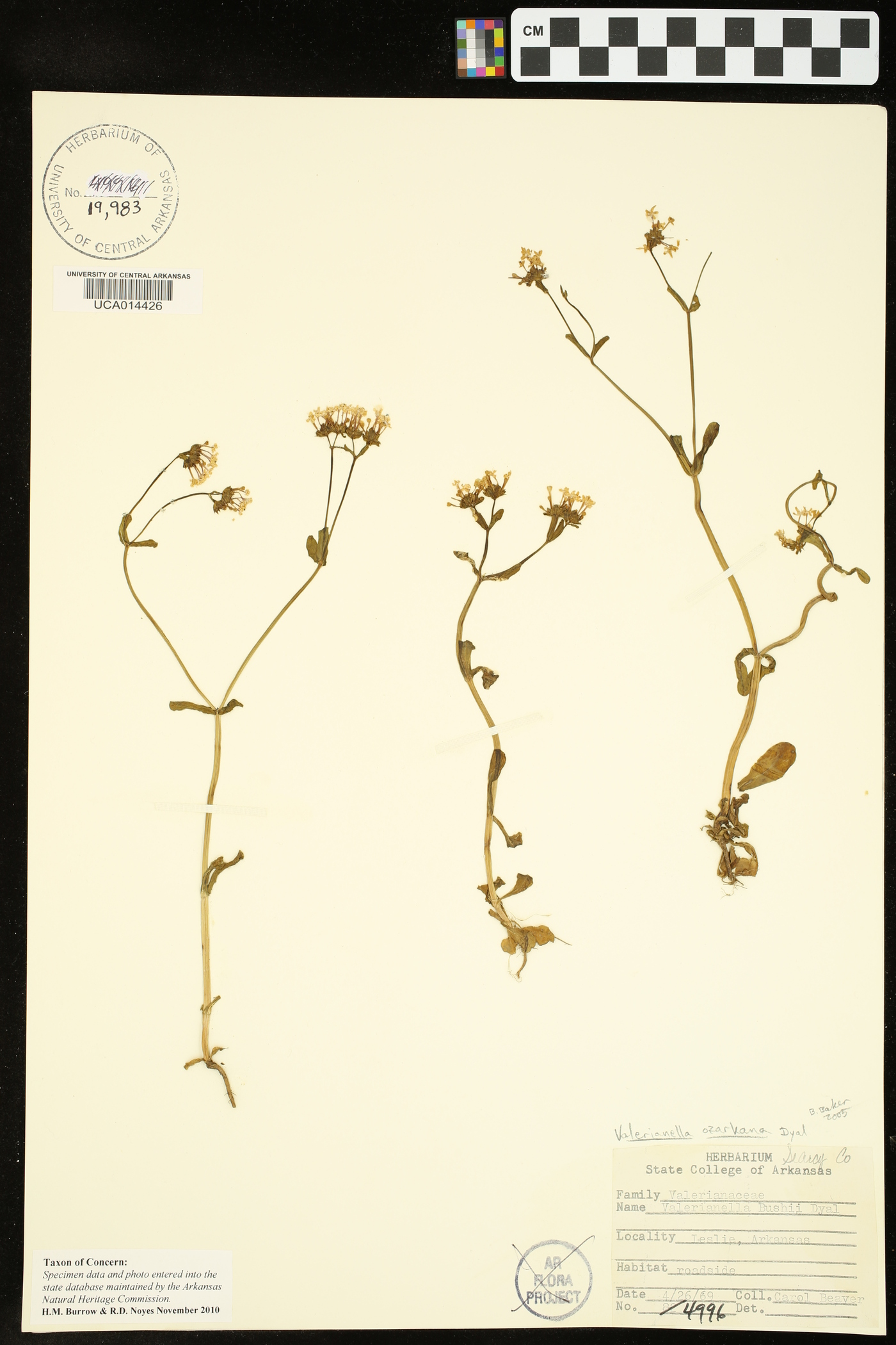Valerianella ozarkana image