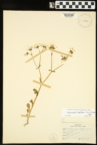 Valerianella longiflora image