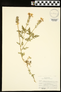 Glandularia canadensis image