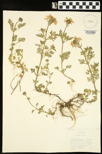Glandularia canadensis image