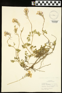 Glandularia canadensis image