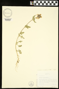 Glandularia canadensis image