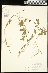 Phyla nodiflora image