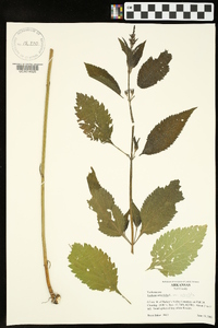 Verbena urticifolia var. urticifolia image
