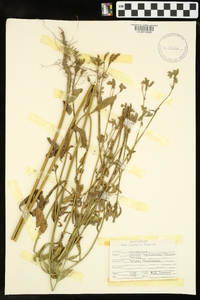 Verbena brasiliensis image