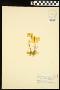 Viola lanceolata var. lanceolata image