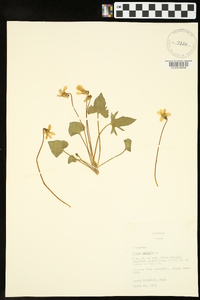 Viola palmata image
