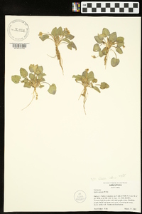 Viola villosa image