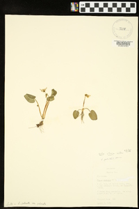 Viola villosa image