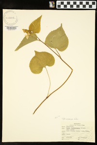 Viola pubescens var. scabriuscula image