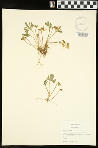 Viola palmata image