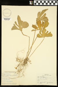 Viola palmata image