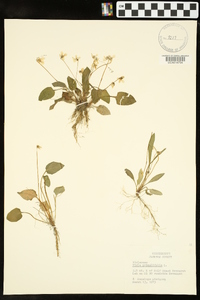 Viola primulifolia image