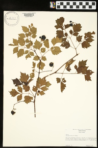 Ampelopsis arborea image