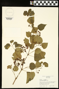 Ampelopsis cordata image