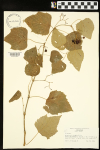 Ampelopsis cordata image