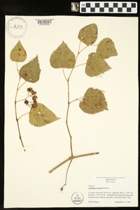 Ampelopsis cordata image