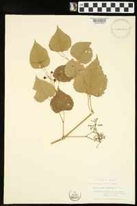 Ampelopsis cordata image