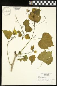 Ampelopsis cordata image