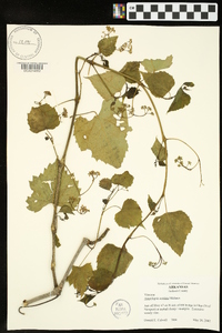 Ampelopsis cordata image