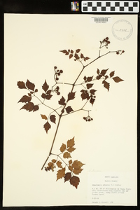 Ampelopsis arborea image