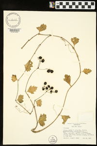 Cissus trifoliata image